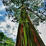 Egrow 40個レインボーユーカリの種子庭のユーカリDegluptaインテリア工場