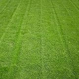 日本から輸入した50グラム/パックシバの草の種は耐性暖かい季節の干ばつを踏みつけAWL青い草の種に拡張しました