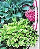 種子観葉植物オオバコリリー - ギボウシミックス(ギボウシハイブリ)