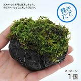(観葉/苔)テラ向け シノブゴケ付溶岩石 Sサイズ(約8～10cm)(1個) 本州・四国限定[生体]