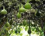 種子カラバッシュ（ボトル）ひょうたん（Lagenaria siceraria）が有機的NON-GMO栽培します