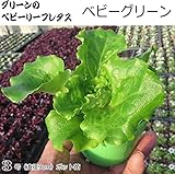 レタス 苗 ベビーグリーン 5ポットセット リーフレタス