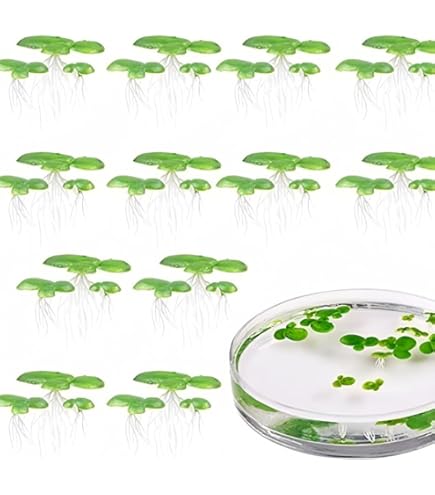 メダカ、たまやメダカ商品、水草などの植物 たまやメダカ たまやの乳酸菌 500ml ×2本 めだか 針子 餌 エサ PSB