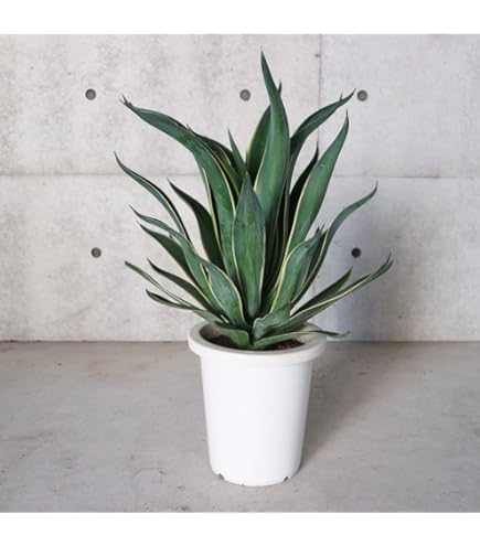 特選 アガベ チタノタ 