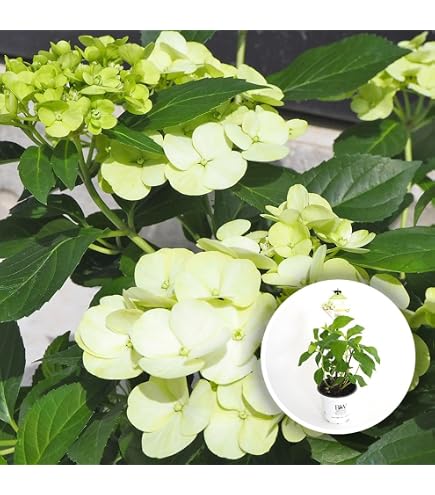 Amazon｜紫陽花 大鉢8号 ラグランジア ブライダルシャワー｜観葉植物