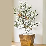 オリーブ 2品種 5号サイズ 鉢植え 木製鉢カバー付き ギフトにも人気 【観葉植物】【観葉植物 インテリア】【引越し祝い】【開店祝い】【結婚祝い】