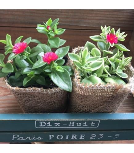 Amazon.co.jp: ノリナ・ネルソニー 7号 nolina nelsonii : DIY・工具