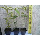 【ノーブランド品】シラカシ樹高0.3m前後10.5cmポット【50本セット】