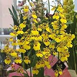オンシジューム（オンシジウム）（生花） 黄色 3本立ち 幸せの黄色い花 お祝い 誕生日に蘭の花 ギフト
