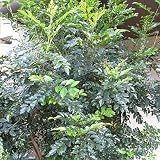 [シンボルツリー]シマトネリコ株立ち樹高2m前後[シンボルツリーに！艶のある葉を茂らせる常緑樹]
