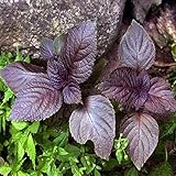 50pcsの紫シソ野菜の種子庭一年草植物