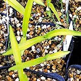 【山野草】サギソウ「暁」（３球）