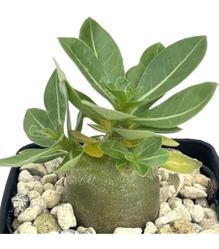 Amazon.co.jp: g90 アデニウム ドワーフ 塊根植物 タコ足