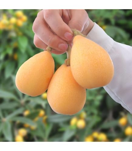 Amazon.co.jp: 枇杷(びわ)苗木 茂木の苗木 13.5cmポット苗 接木1 Amazon.co.jp: 枇杷(びわ)苗木 茂木の苗木 13.5cmポット苗 接木1