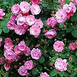 2017年バラ大苗・ 可 アンジェラ (国産苗 大苗 6号鉢植え) コルデス作出