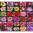149.アデニウムの中で一番種類が豊富なアデニウム・オベスム。 Mix種子 12粒 （Adenium Obesum） [並行輸入品]