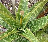 多肉植物 希少 アロエ・グレーニー Aloe Greenii Icena 種子