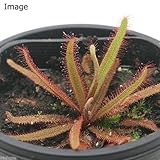 (食虫植物)モウセンゴケ アデラエ ラバラック 3号(1ポット) 本州・四国限定[生体]