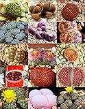 RARE Lithops MIX多肉なサボテンEXOTIC生きた砂漠の岩の種50 SEEDS