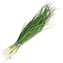 玉ねぎ苗　ソニック　1000本 玉ねぎ苗 ソニック 玉ねぎ抜き苗 品種：ソニック(早生) 【野菜の苗 約