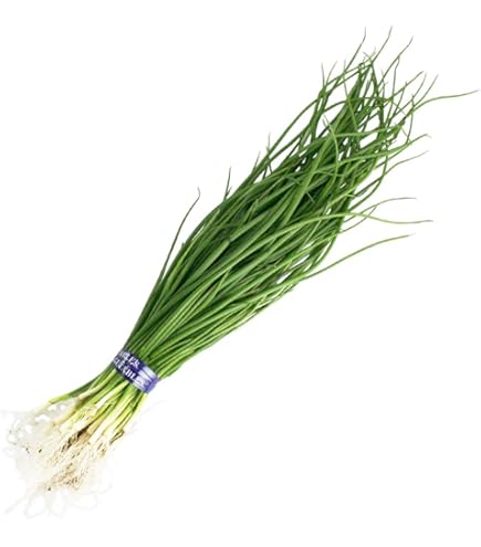 Amazon | タマネギ ソニック 早生 野菜苗 50本 岡山県産 たまねぎ苗