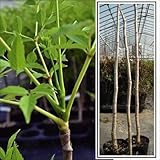 国華園　山菜苗　トゲなしタラの木　1株【※発送が国華園からの場合のみ正規品です】