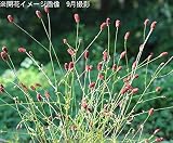 山野草:純ワレモコウ 10.5cmポット苗5ポットセット【紫桜館山の花屋】