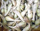 野菜種 ラッキョウ　らっきょう　約500ｇ