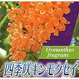 【20本セット】 キンモクセイ・シキザキ 樹高0.5m前後 10.5cmポット 金木犀　四季咲き 年に何度か花が咲き優しい香りが特徴 苗木 植木 苗 庭木 生け垣