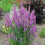 【山野草】エゾミソハギ