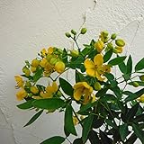 カッシア：アンデスの乙女6号鉢植え[9～10月に黄色の花を咲かせるハナセンナ] ノーブランド品