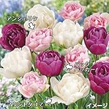 国華園 プリンセストリオチューリップセット 3種24球 (各8球)【※発送が国華園からの場合のみ正規品です】