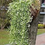 Felice Arts 2.6 Ft Fake Hanging Vine文字列プラント植物人工花ホームホテルオフィスウェディングパーティーガーデンクラフトアートデコレーション ホワイト