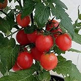 実つきミニトマト・ピックアトム4号鉢植え[買ってすぐ収穫開始！画期的なわい性ミニトマトの鉢植え] ノーブランド品