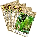 トウモロコシ Thai Baby Corn 4 Bulk ThailandMrk