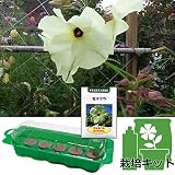春まき種の苗つくりセット：花オクラ（トロロアオイ） ノーブランド品