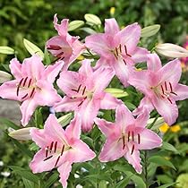 OM50-1　大玉50球　白・ピンク　各25球　ユリ球根 楽天市場】ピンク（種類（植物）ユリ）（球根｜ガーデニング