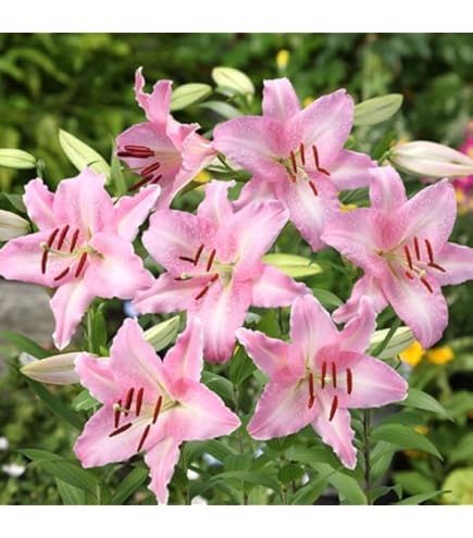 Amazon.co.jp: カサブランカ 球根 プーケット （ ピンクカサブランカ