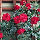 バラ苗 レッドニュードーン 国産大苗6号スリット鉢 四季咲き つるバラ(CL) 赤系