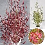 国華園　花木　ドドナエア　リトルファイヤー　5号鉢　1株【※発送が国華園からの場合のみ正規品です】