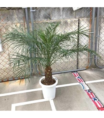 Amazon.co.jp: ワシントンヤシ 葉高1.0m前後 21cmポット 【 単 品