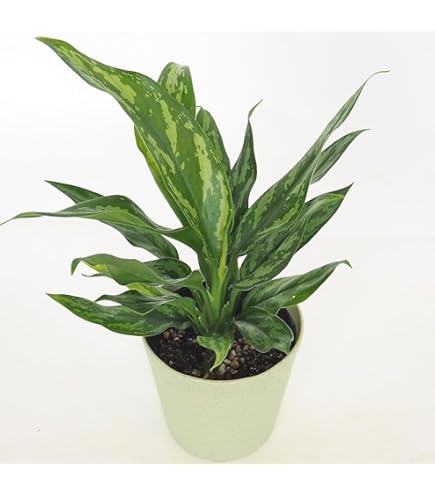 Amazon｜アグラオネマ ニティドゥム カーティシー 観葉植物 LEON