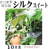 さつまいも 苗 ウイルスフリー 切り苗 シルクスイート 10本束 なえ屋産の丈夫なサツマイモ苗