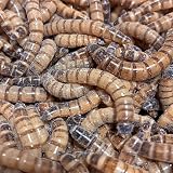 ジャイアントミルワーム 50g/100g/150g/200g/300g 生き餌 爬虫類 魚類 両生類 鳥類 生餌 (50g)