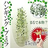 COVENT GARDEN プミラ・ショートバイン TG-10