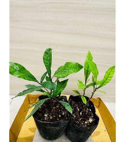 Amazon.co.jp: ミラクルフルーツの苗 苗木 花芽 : DIY・工具・ガーデン