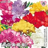 国華園 秋植え球根 ダブル咲フリージアセット 5色75球（各15球）【※発送が国華園からの場合のみ正規品です】