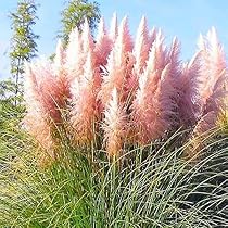 パンパスグラス　大型苗 パンパスグラス【白】12号特大苗＊当園内自生株