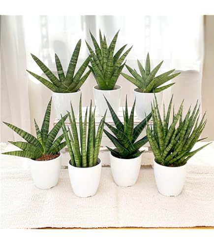 Amazon｜サンスベリア バキュラリス ミカド 多肉植物 観葉植物