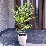 アカナンテン 赤南天 7号 樹高80cm前後(鉢底から) 鉢カバー 南天の木 庭木 植木 常緑樹